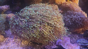 Korallen fürs Meerwasseraquarium