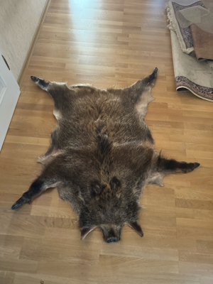 wildschwein fell mit kopf  Bild 3