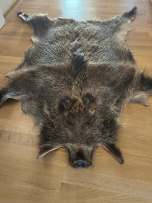 wildschwein fell mit kopf  Bild 2