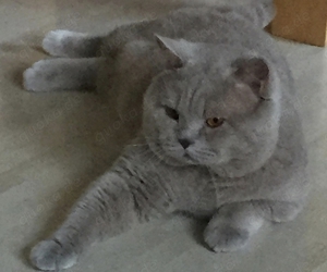 BKH-Deckkater 