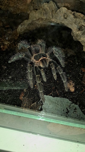 Vogelspinne Lasiodora Parahybana