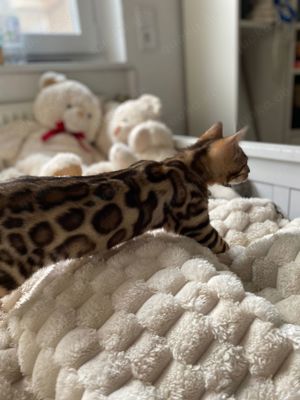 Bengal Kitten männlich- äußert zutraulich und menschenliebend!!