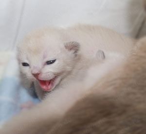 Burma Deckkater mit Stammbaum Bild 9