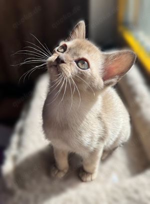 Burma Deckkater mit Stammbaum Bild 7