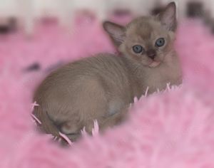 Burma Deckkater mit Stammbaum Bild 6