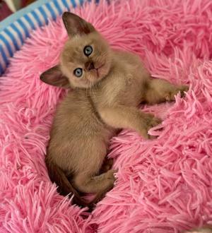 Burma Kitten mit Stammbaum