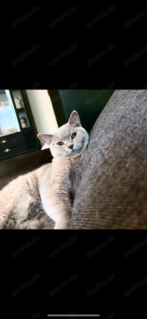 BKH katze mit Stammbaum