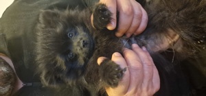 Zwergspitz pomeranian 