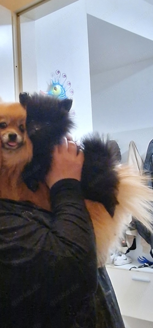 Zwergspitz pomeranian 