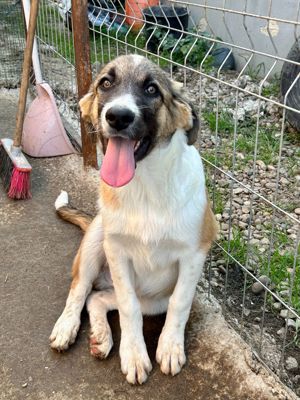 Merlin ist der Liebling Bild 4