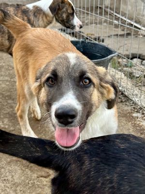 Merlin ist der Liebling Bild 8