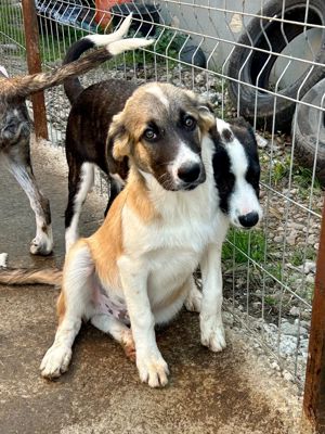 Merlin ist der Liebling Bild 7