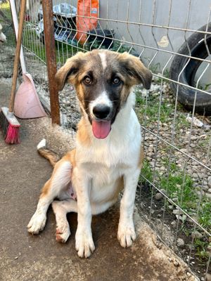 Merlin ist der Liebling Bild 5