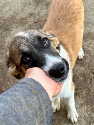 Merlin ist der Liebling Bild 2