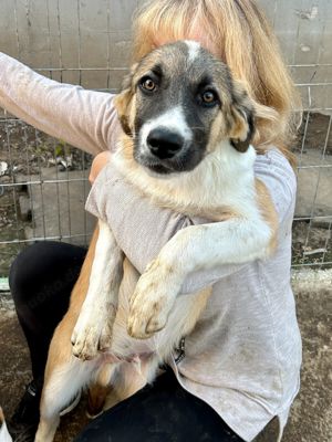 Merlin ist der Liebling Bild 9