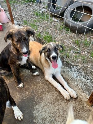 Merlin ist der Liebling Bild 6