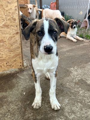 Timi ist der Allerschönste Bild 2