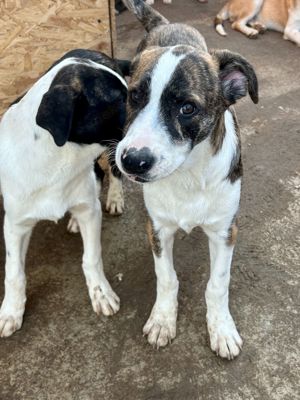 Timi ist der Allerschönste Bild 7