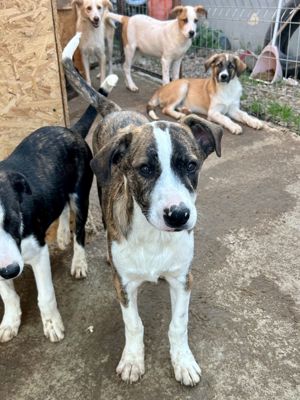 Timi ist der Allerschönste Bild 9