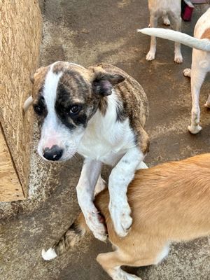 Timi ist der Allerschönste Bild 5