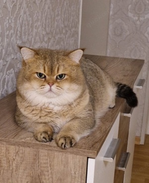 dekkater in Black-Gold
