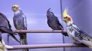 Wunderschöne Nymphensittiche