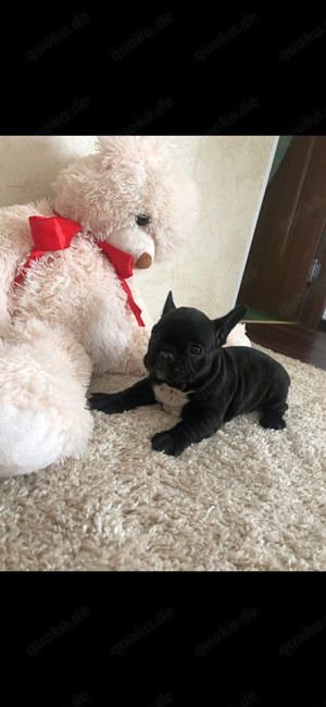 Französische Bulldogge Welpen