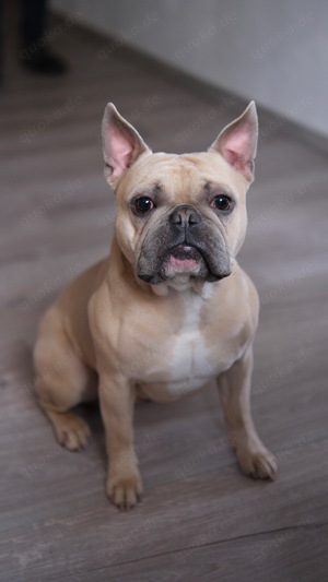 Deckrüde französische Bulldogge