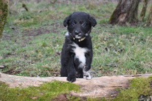 Nur noch einer unserer Aussie-Bernedoodle Welpen sucht seine Menschen für's Leben. Doodle   Welpen Bild 1