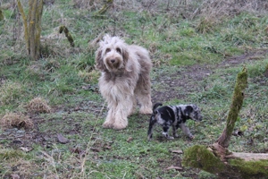 Nur noch einer unserer Aussie-Bernedoodle Welpen sucht seine Menschen für's Leben. Doodle   Welpen Bild 5