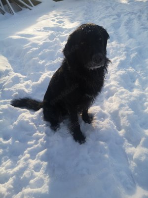 Nur noch einer unserer Aussie-Bernedoodle Welpen sucht seine Menschen für's Leben. Doodle   Welpen Bild 6