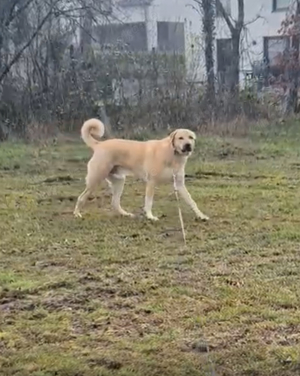 Kangal Rüde sucht ein neues zu Hause