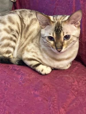 Zwei bildschöne verschmuste Bengal Mädchen suchen Kuschelplatz nur zusammen (Schutzgebühr 600.Euro)