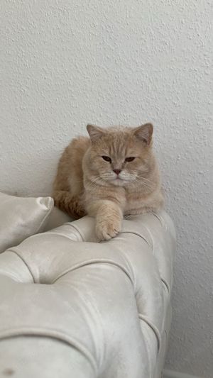 BKH Deckkater