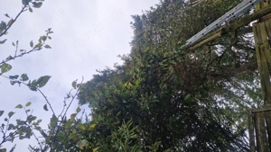 Gartenarbait