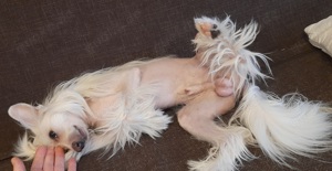 Deckrüde Chinese Crested Schopfhund, reinrassig, hairless. Kein Verkauf ! Bild 7