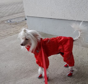 Deckrüde Chinese Crested Schopfhund, reinrassig, hairless. Kein Verkauf ! Bild 6