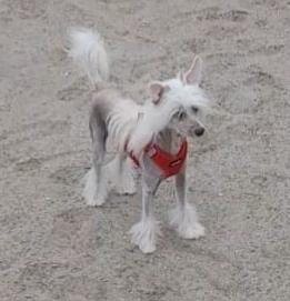 Deckrüde Chinese Crested  Schopfhund, reinrassig, hairless. Kein Verkauf !