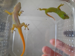 Madagaskar Taggeckos und Kornnattern 