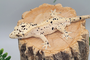 C. ciliatus (Kronengecko) Super Dalmatiner