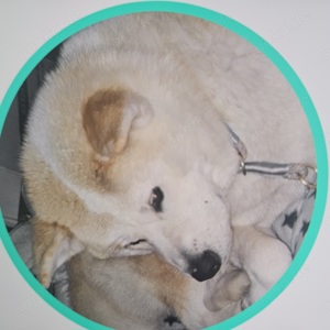 Jap. Akita-Inu Hündin 2 Jahre