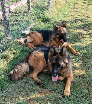 Wir sind der Traum eines Schäferhund Kenner  Bild 10