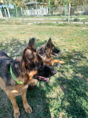 Wir sind der Traum eines Schäferhund Kenner 