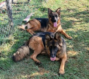 Wir sind der Traum eines Schäferhund Kenner 