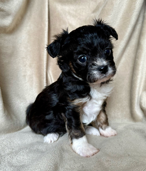 Bolonka Zwetna - Chihuahua Welpen  Bild 5
