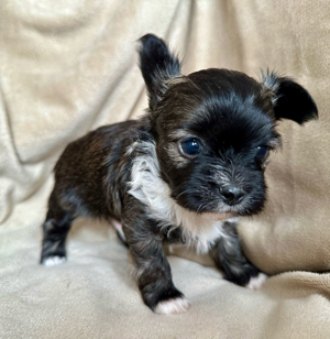 Bolonka Zwetna - Chihuahua Welpen  Bild 4