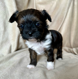 Bolonka Zwetna - Chihuahua Welpen  Bild 2
