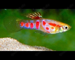 SUCHE blonde Endler-Guppy's, Ginga Rubra (männchen und weibchen) Poecilia wingei