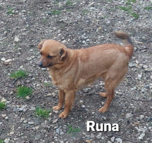 Die kleine Runa sucht ein wundervolles und ruhiges Zuhause *noch in Kroatien* Bild 3