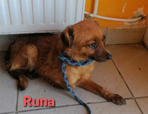 Die kleine Runa sucht ein wundervolles und ruhiges Zuhause *noch in Kroatien* Bild 2